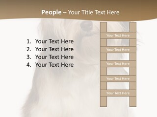 A White And Brown Dog Sitting On Top Of A White Floor PowerPoint Template