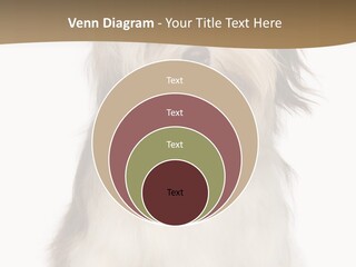 A White And Brown Dog Sitting On Top Of A White Floor PowerPoint Template