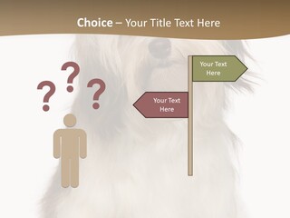 A White And Brown Dog Sitting On Top Of A White Floor PowerPoint Template