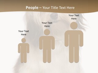 A White And Brown Dog Sitting On Top Of A White Floor PowerPoint Template
