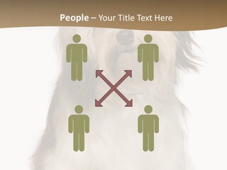 A White And Brown Dog Sitting On Top Of A White Floor PowerPoint Template