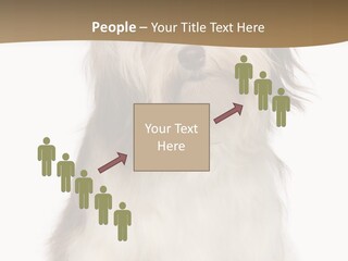 A White And Brown Dog Sitting On Top Of A White Floor PowerPoint Template