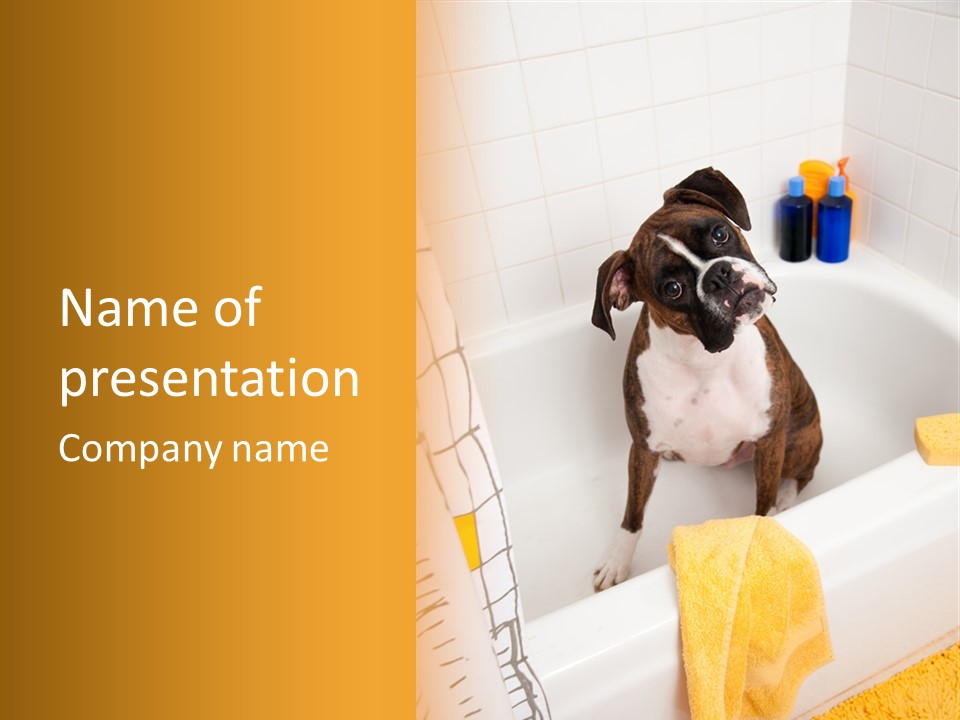 A Brown And White Dog Sitting In A Bath Tub PowerPoint Template