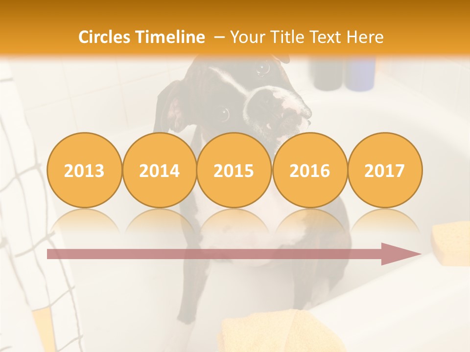 A Brown And White Dog Sitting In A Bath Tub PowerPoint Template