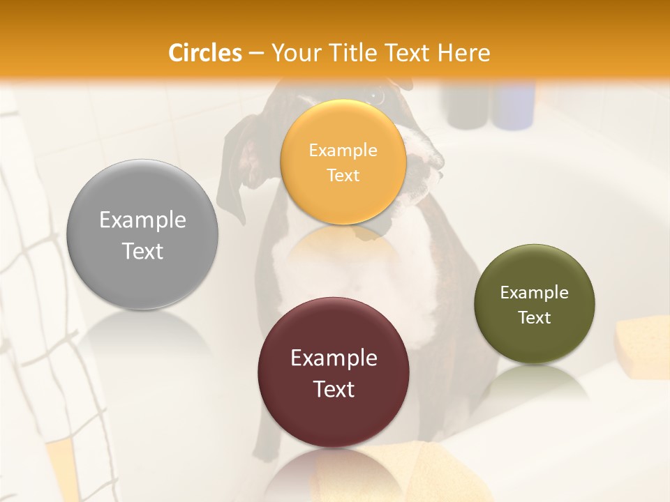 A Brown And White Dog Sitting In A Bath Tub PowerPoint Template