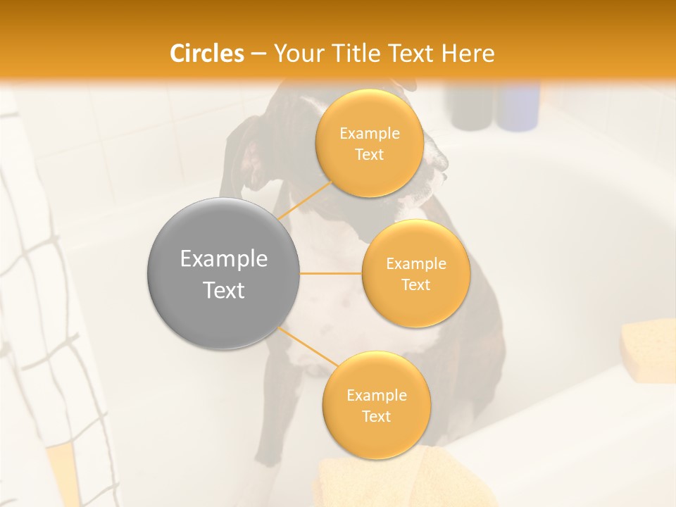 A Brown And White Dog Sitting In A Bath Tub PowerPoint Template