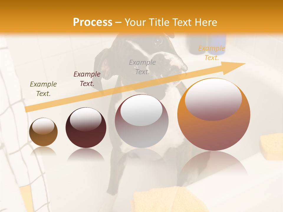 A Brown And White Dog Sitting In A Bath Tub PowerPoint Template