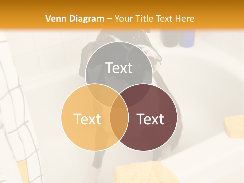 A Brown And White Dog Sitting In A Bath Tub PowerPoint Template