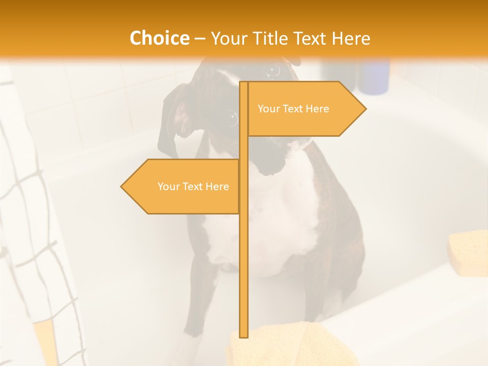 A Brown And White Dog Sitting In A Bath Tub PowerPoint Template