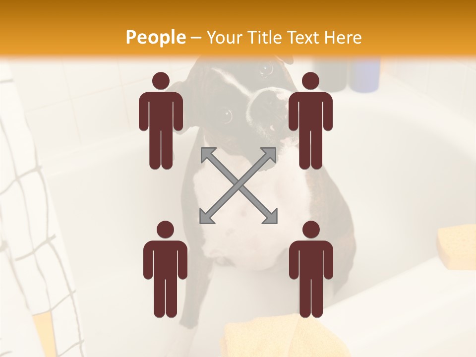A Brown And White Dog Sitting In A Bath Tub PowerPoint Template