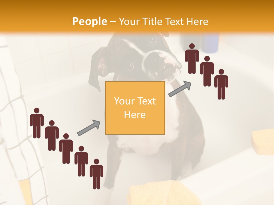 A Brown And White Dog Sitting In A Bath Tub PowerPoint Template