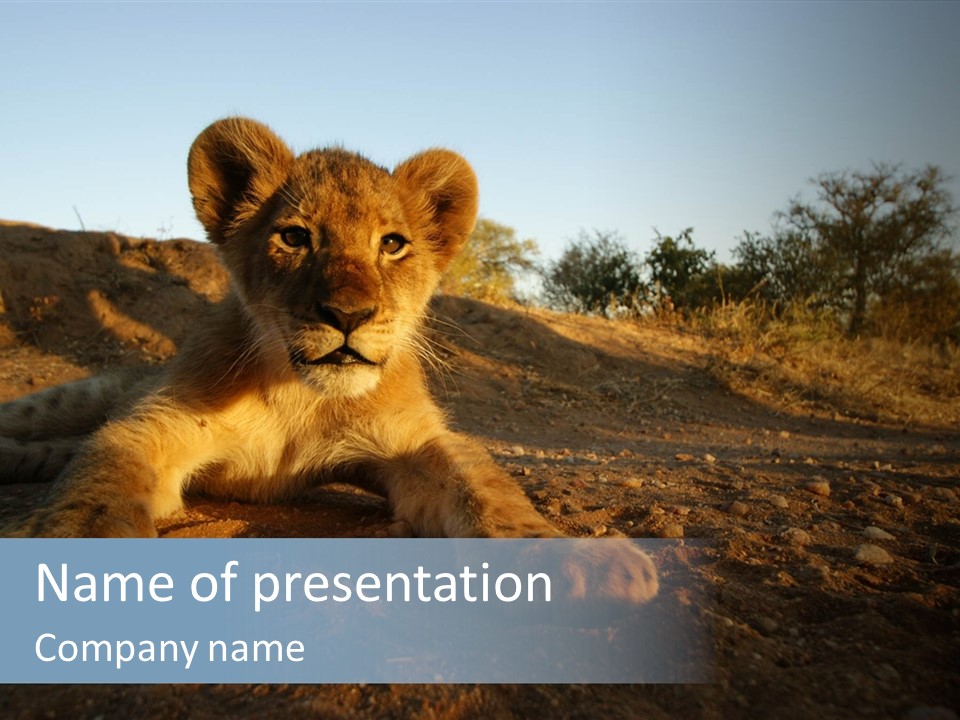A Lion Cub Laying Down On A Dirt Road PowerPoint Template