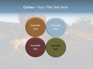A Lion Cub Laying Down On A Dirt Road PowerPoint Template