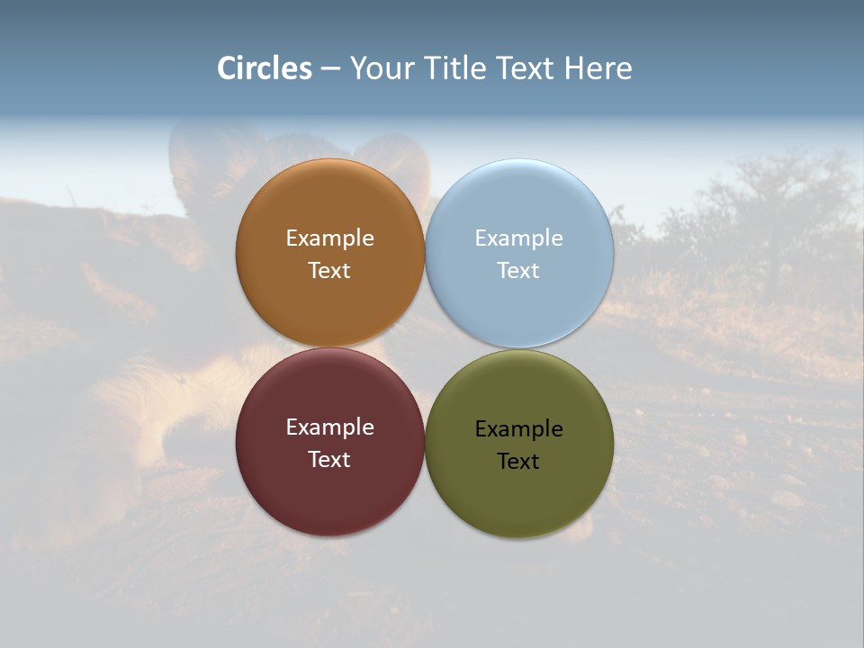 A Lion Cub Laying Down On A Dirt Road PowerPoint Template