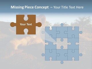 A Lion Cub Laying Down On A Dirt Road PowerPoint Template