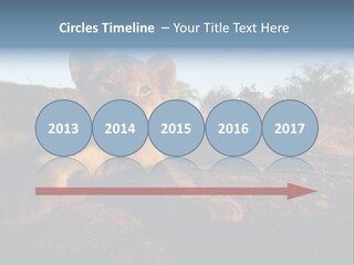 A Lion Cub Laying Down On A Dirt Road PowerPoint Template