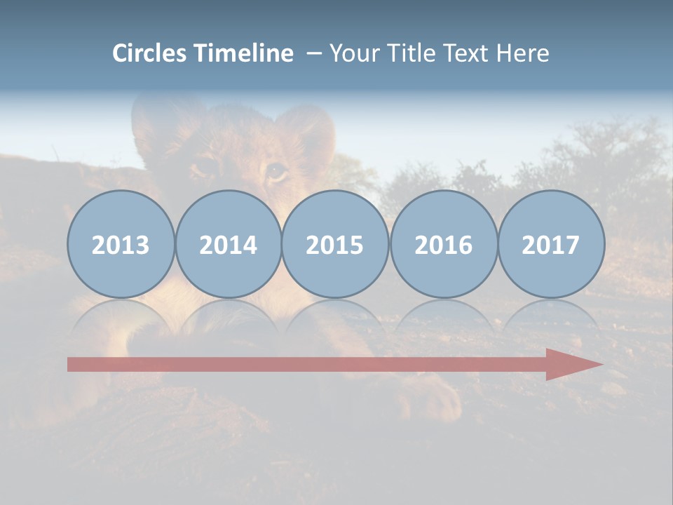 A Lion Cub Laying Down On A Dirt Road PowerPoint Template