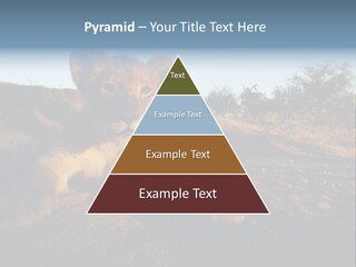 A Lion Cub Laying Down On A Dirt Road PowerPoint Template
