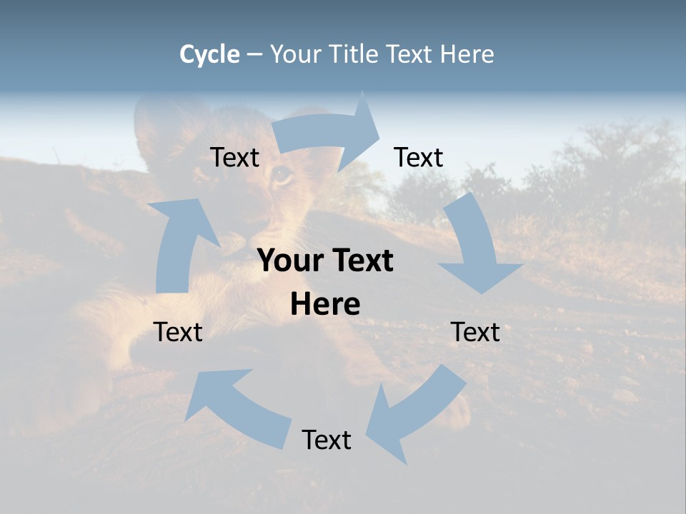 A Lion Cub Laying Down On A Dirt Road PowerPoint Template