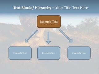 A Lion Cub Laying Down On A Dirt Road PowerPoint Template