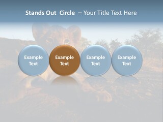 A Lion Cub Laying Down On A Dirt Road PowerPoint Template