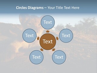 A Lion Cub Laying Down On A Dirt Road PowerPoint Template