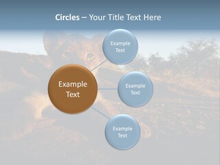 A Lion Cub Laying Down On A Dirt Road PowerPoint Template
