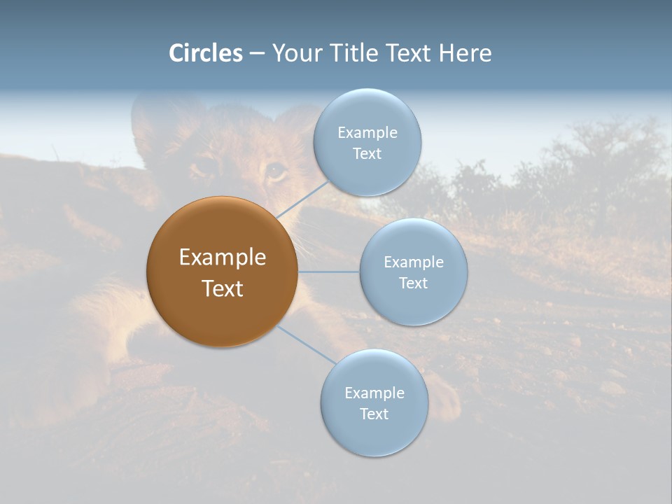 A Lion Cub Laying Down On A Dirt Road PowerPoint Template