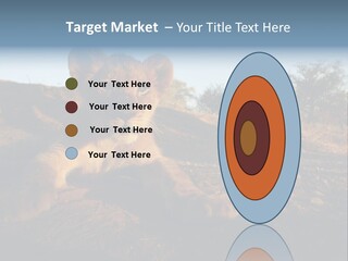 A Lion Cub Laying Down On A Dirt Road PowerPoint Template
