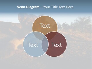A Lion Cub Laying Down On A Dirt Road PowerPoint Template