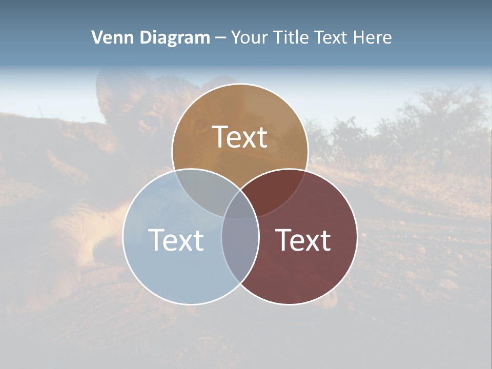 A Lion Cub Laying Down On A Dirt Road PowerPoint Template