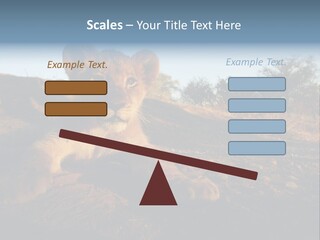 A Lion Cub Laying Down On A Dirt Road PowerPoint Template