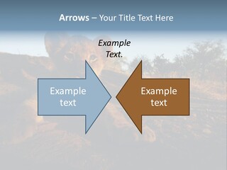 A Lion Cub Laying Down On A Dirt Road PowerPoint Template