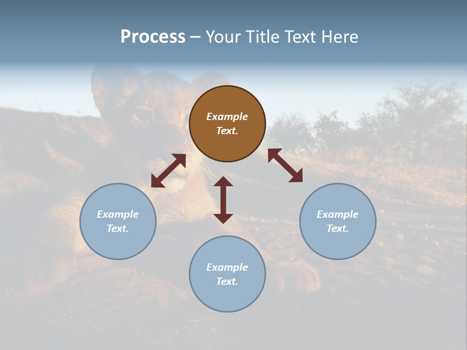 A Lion Cub Laying Down On A Dirt Road PowerPoint Template