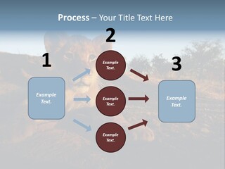 A Lion Cub Laying Down On A Dirt Road PowerPoint Template