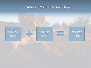 A Lion Cub Laying Down On A Dirt Road PowerPoint Template