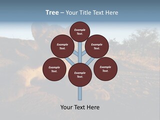 A Lion Cub Laying Down On A Dirt Road PowerPoint Template