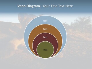 A Lion Cub Laying Down On A Dirt Road PowerPoint Template