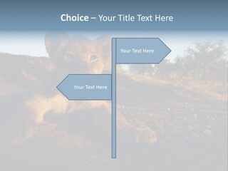 A Lion Cub Laying Down On A Dirt Road PowerPoint Template