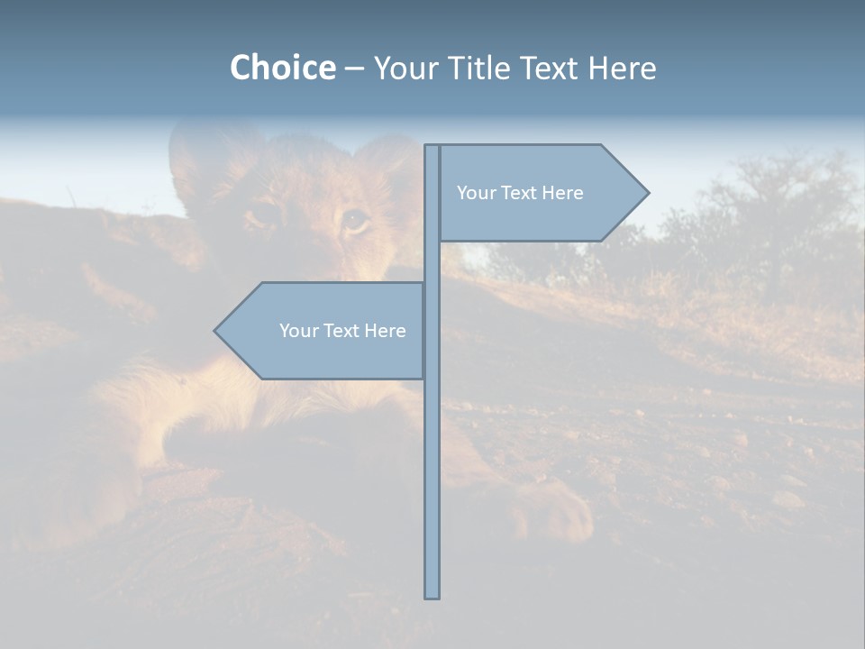 A Lion Cub Laying Down On A Dirt Road PowerPoint Template