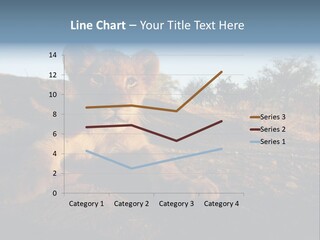 A Lion Cub Laying Down On A Dirt Road PowerPoint Template