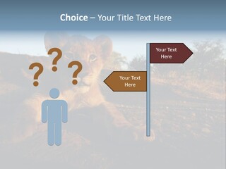 A Lion Cub Laying Down On A Dirt Road PowerPoint Template