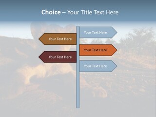 A Lion Cub Laying Down On A Dirt Road PowerPoint Template