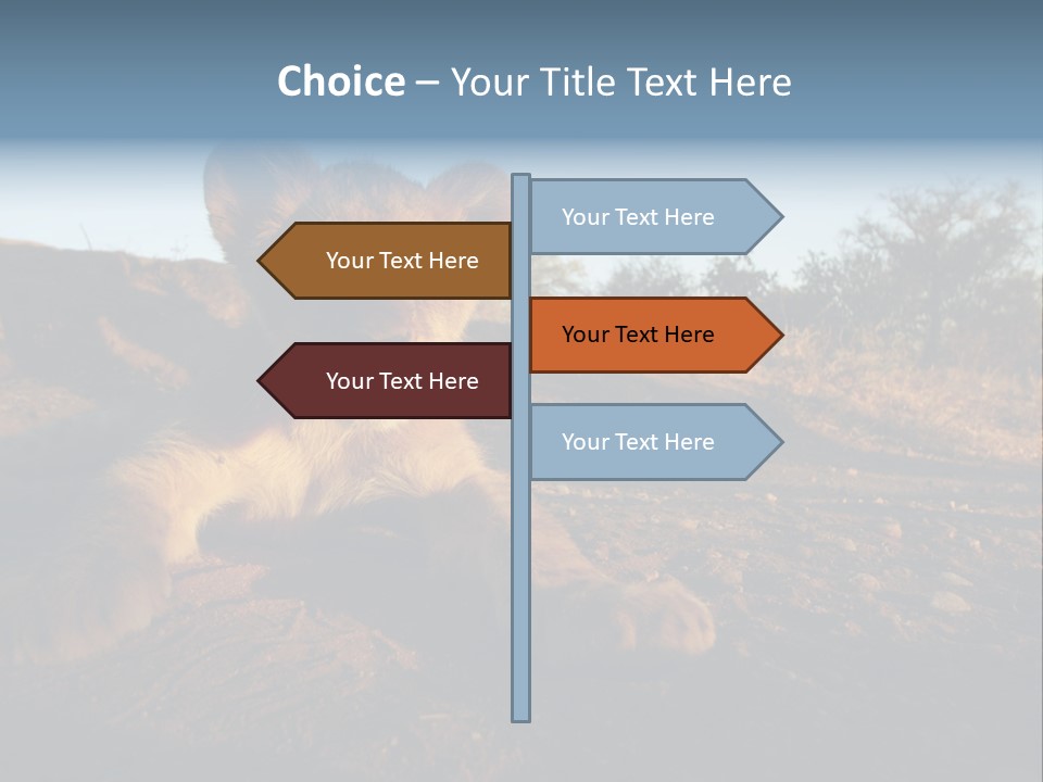 A Lion Cub Laying Down On A Dirt Road PowerPoint Template