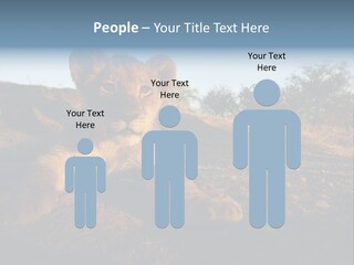 A Lion Cub Laying Down On A Dirt Road PowerPoint Template