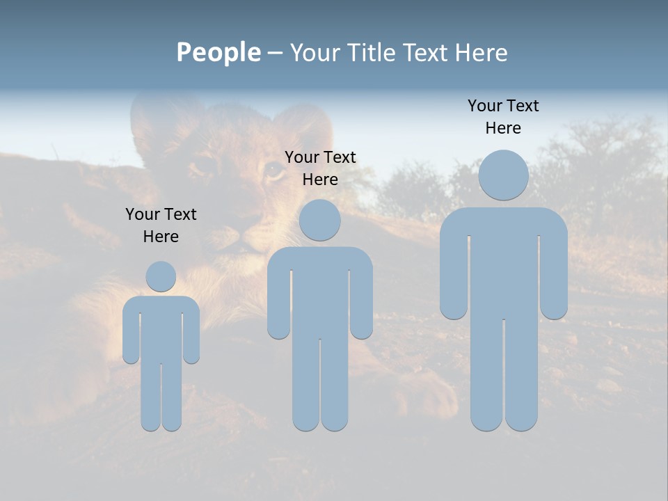 A Lion Cub Laying Down On A Dirt Road PowerPoint Template