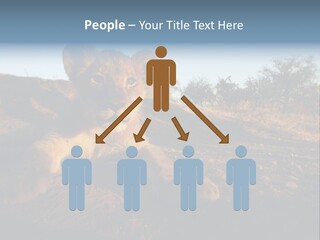 A Lion Cub Laying Down On A Dirt Road PowerPoint Template