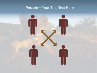 A Lion Cub Laying Down On A Dirt Road PowerPoint Template