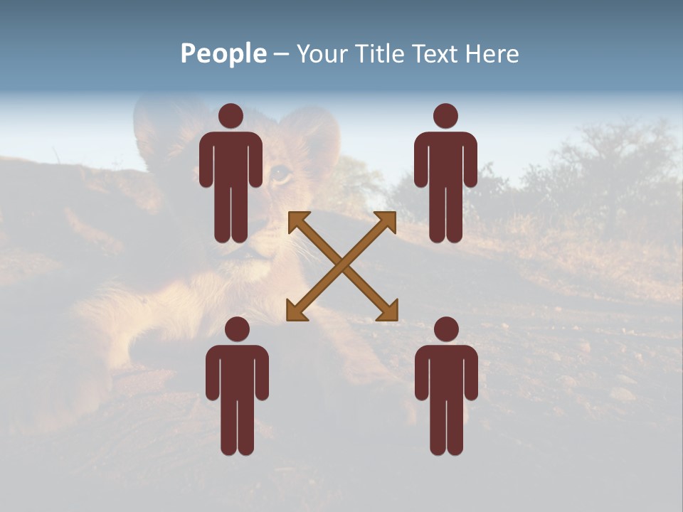 A Lion Cub Laying Down On A Dirt Road PowerPoint Template