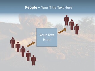 A Lion Cub Laying Down On A Dirt Road PowerPoint Template